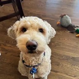 Portrait of Ollie
